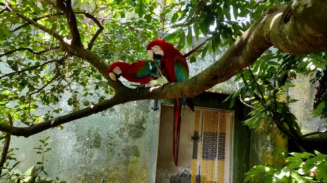 r  ​A pair of vibrant red-and-green macaws (Ara chloropterus) perching together on a leafy tree branch. One macaw lovingly preens and cleans its partner&rsquo;s feathers in a natural setting. Beautiful foot
