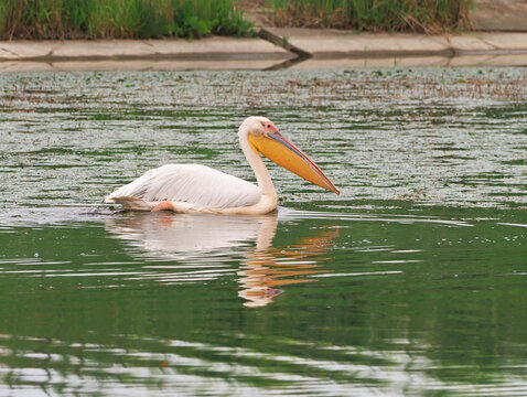 Great white pelican (Pelecanus onocrotalus) on a calm channel with aquatic vegetation