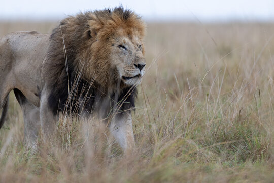 A maned male lion walks through wet grassland on an overcast morning. Masai Mara National Reserve Kenya.