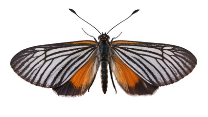 Isolated beautiful tropical butterfly with black white striped forewings and vibrant orange hindwings © Conor
