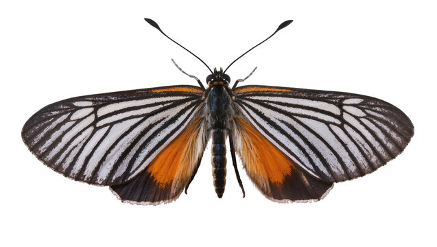 Isolated beautiful tropical butterfly with black white striped forewings and vibrant orange hindwings