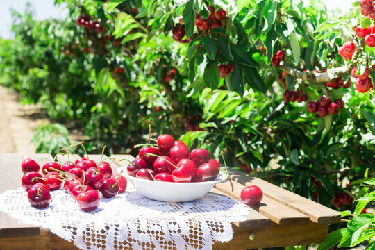 Ripe juicy cherry berry in a white bowl on a lace napkin on the table