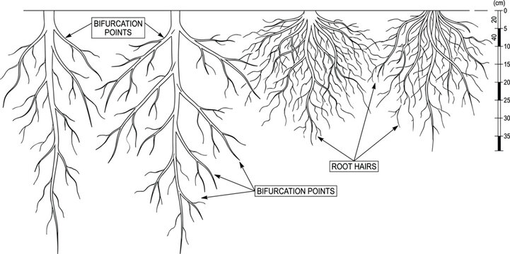 Detailed Black and White Diagram of Plant Root Systems with Branching Points and Root Hairs