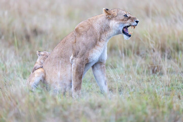 Lioness snarls with bared teeth in open grassland at dawn as a cub. Masai Mara National Reserve Kenya. © TheStorygrapher