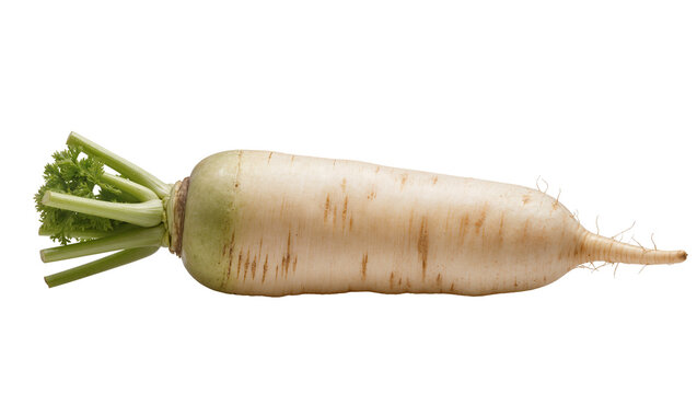 Isolated fresh daikon radish with vibrant green tops, a healthy and organic root vegetable