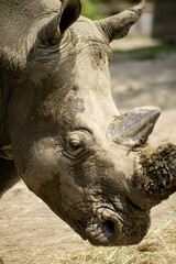 Rhinoceros face close-up with textured skin and horn © Artem