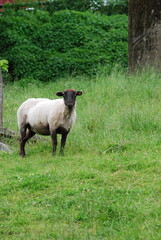 sheep and lamb © klavisha
