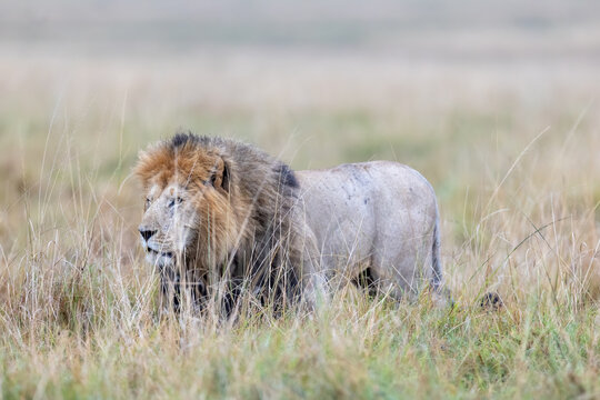 A maned male lion stands in profile in tall grass under a soft grey. Masai Mara National Reserve Kenya.