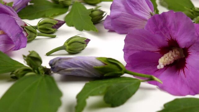 Buds, blooming flowers of pink mallow, dried buds and flowers, leaves are on a white background, slow motion, side view. The life cycle of a mallow, from bud to wilting.