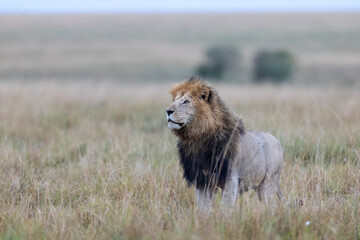 A male lion with a full mane stands watchfully on the open savanna. Masai Mara National Reserve Kenya. © TheStorygrapher