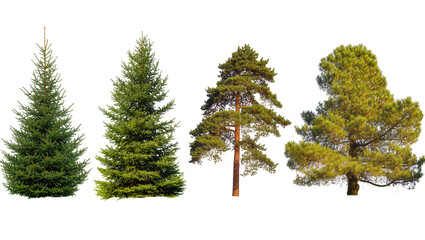 Fototapeta premium Isolated collection of diverse evergreen trees featuring spruces and two types of pine