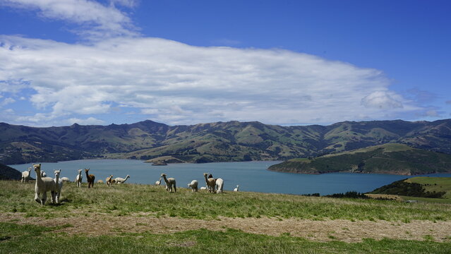 New Zealand travelling