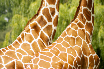 Two giraffe necks with spotted pattern in sunlight closeup photo © Artem