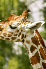 Close-up giraffe portrait with green natural background © Artem
