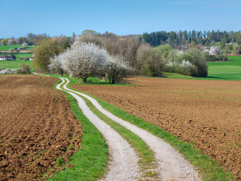 Agricultural Landscape with winding farm road through plowed fields under blue sky in spring