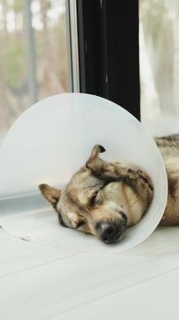 Vertical video. Large mixed breed dog sleeping in a protective recovery collar after surgery indoors.
