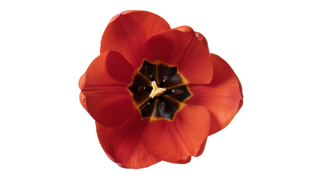Isolated vibrant red tulip flower blooming, top view, showcasing its beautiful delicate petals