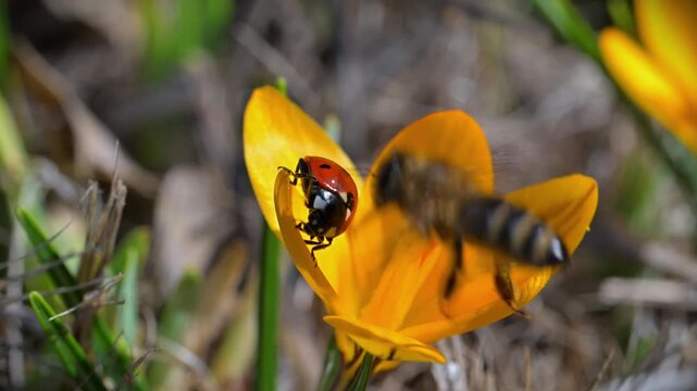 Seven spotted ladybird (Coccinella septempunctata) resting on a bright yellow flower of the yellow crocus (Crocus flavus)