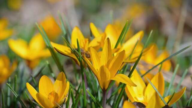 Honey bee (Apis mellifera) collecting nectar from the narrow leaved crocus (Crocus angustifolius), a flowering plant native to regions such as southern Ukraine