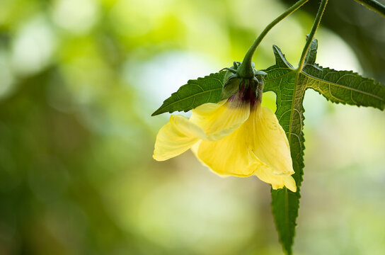 Abelmosk or Abelmoschus moschatus branch flower on natural background.