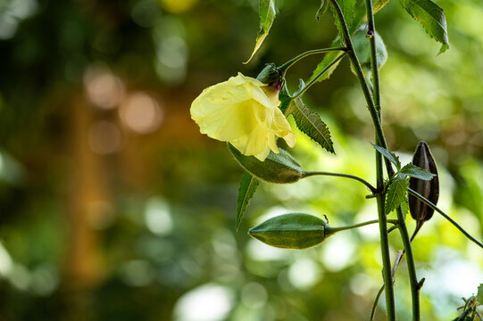 Abelmosk or Abelmoschus moschatus, fresh and dried pods  and flower on natural background.