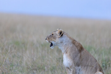 A lioness sits in tall grass in profile with mouth open at dusk. Masai Mara National Reserve Kenya. © TheStorygrapher