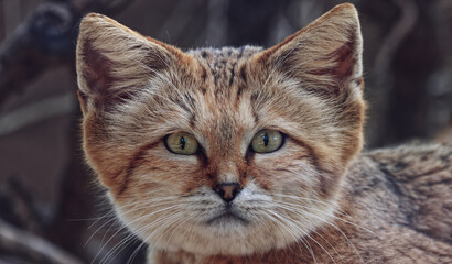 gatto delle sabbie