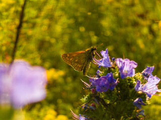 Ochlodes sylvanus on wildflowers in sunlight. Close-up of a butterfly from the Hesperiidae family. © Nazarii