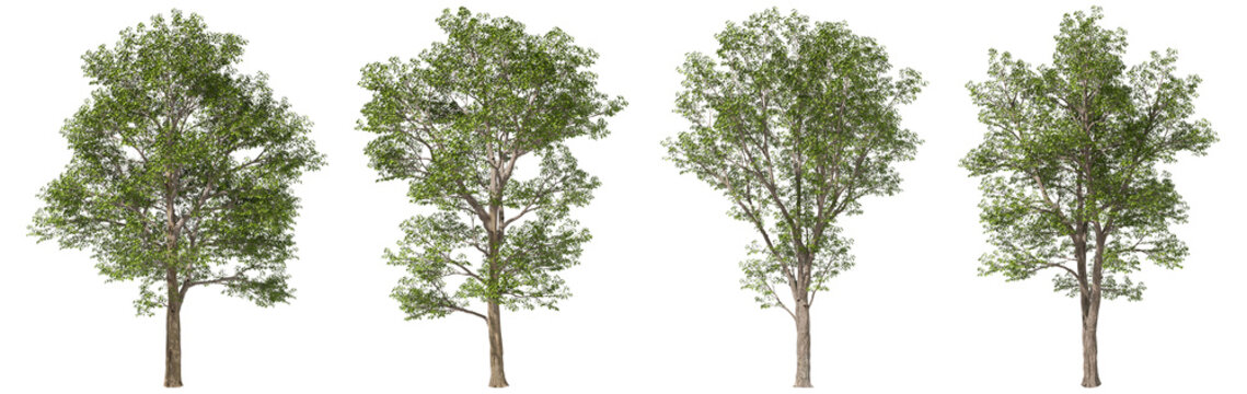 Jungle outside large trees elements collections on transparent backgrounds 3d rendering png