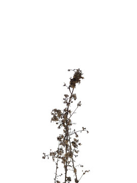 Dry wild weed flower stem (Ageratum conyzoides) isolated on a clean white background.