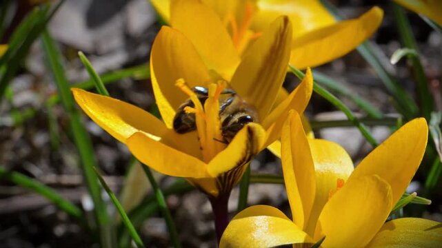 Honey bee (Apis mellifera) collecting nectar from the narrow leaved crocus (Crocus angustifolius), a flowering plant native to regions such as southern Ukraine