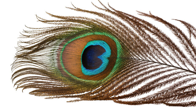 Isolated single peacock feather displaying beautiful iridescent colors and natural patterns