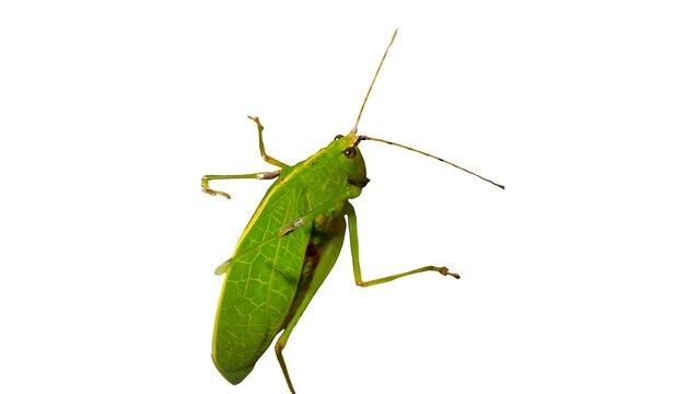 Green katydid insect standing on a white background with antennae visible