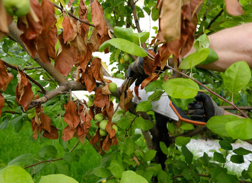 Apple tree pruning removes diseased branches with a hand saw, helping control canker and protect orchard health.