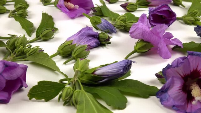 Buds, blooming flowers of pink mallow, dried buds and flowers, leaves are on a white background, side view. The life cycle of a mallow, from bud to wilting.