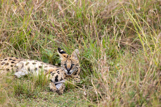 A serval rests in tall grass its large ears alert. Masai Mara National Reserve Kenya.