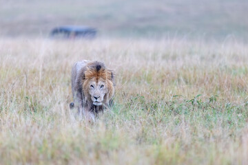 A maned male lion walks toward the camera through the grass at dawn. Masai Mara National Reserve Kenya. © theStorygrapher