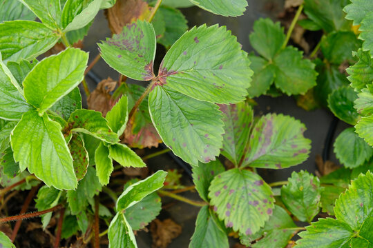 Strawberry leaves with leaf spot disease, showing purple lesions and decline. Reduce plant vigor and berry yield.