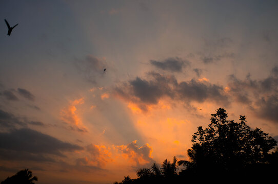 silhouette bird and tree in sunset in the forest