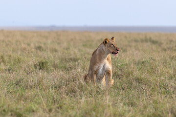 A lioness sits with her mouth open in open grassland. Masai Mara National Reserve Kenya. © TheStorygrapher