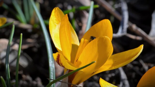 Honey bee (Apis mellifera) collecting nectar from the narrow leaved crocus (Crocus angustifolius), a flowering plant native to regions such as southern Ukraine