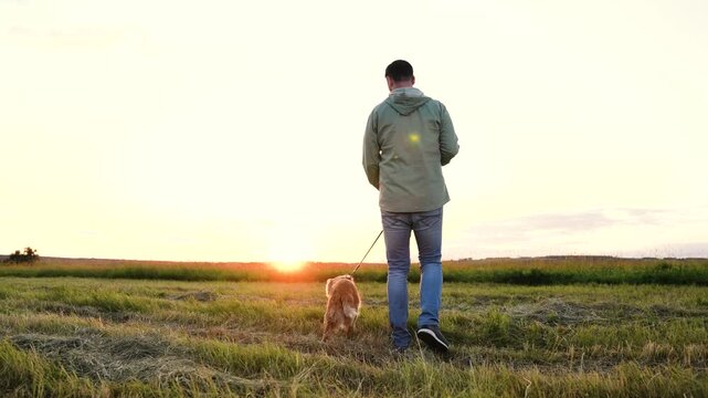 Pet owner walks small cocker spaniel dog on empty mown field at sunset on skyline young man with dog companion walk in rural nature park man with pedigreed dog in evening meadow on summer vacation