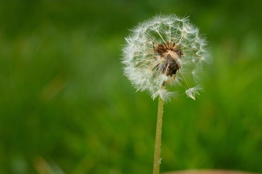 Seed Head Close Up on Soft Green Bokeh Background