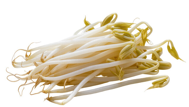Isolated nutritious fresh raw mung bean sprouts pile, healthy vegetarian cooking ingredient