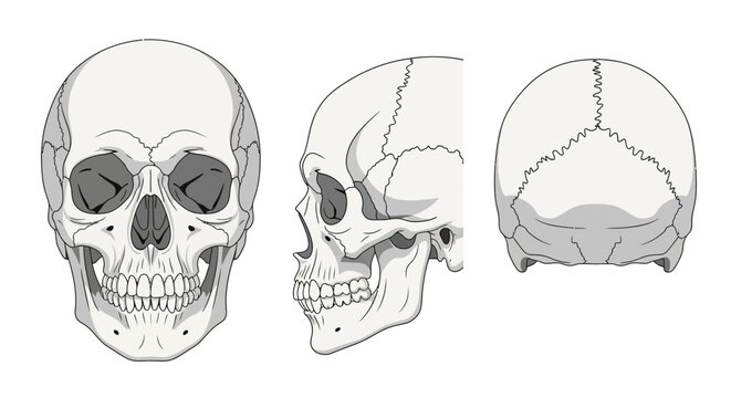 Human Skull Anatomy Medical Illustration.