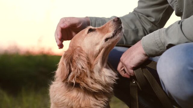 Man owner strokes faithful cocker spaniel dog sitting nearby in park at sunset light owner shows love stroking spaniel dog in country park owner with red-haired dog rest together in dusk park closeup