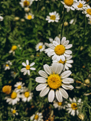 Fototapeta premium daisies in a garden