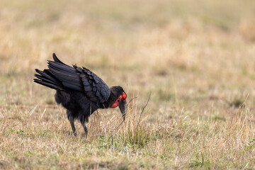 A southern ground hornbill forages with wings partly spread. Masai Mara National Reserve Kenya. © TheStorygrapher