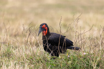 A southern ground hornbill forages among dry grasses on the savanna. Masai Mara National Reserve Kenya. © TheStorygrapher