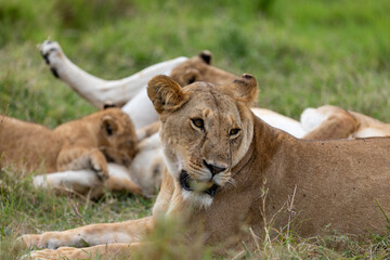 A lioness rests among her pride in green grass head raised and alert. Masai Mara National Reserve Kenya. © TheStorygrapher